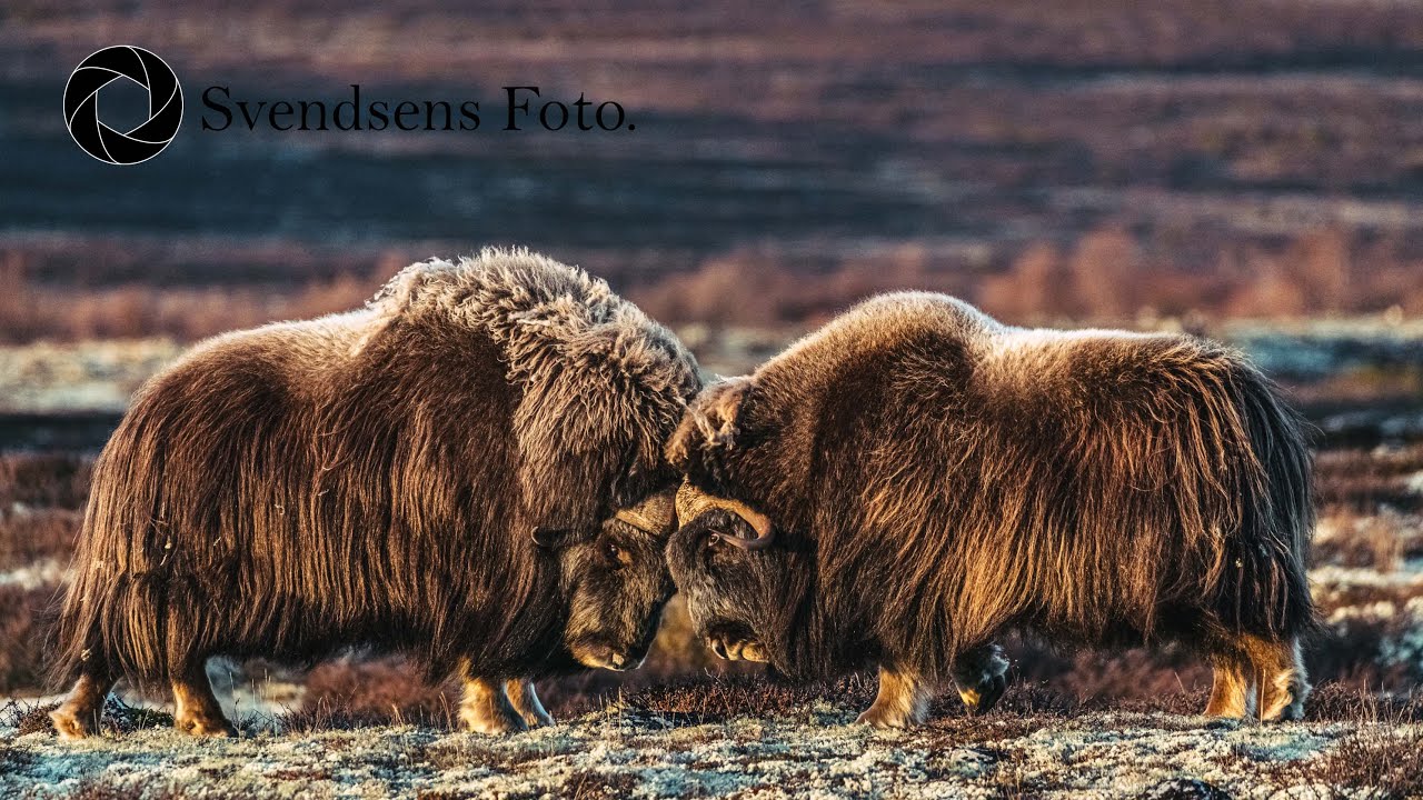Photographing Musk Ox in a blizzard.