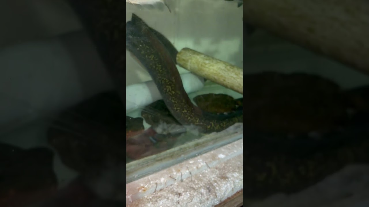 നമ്മുടെ അക്വാറിയത്തിലെ പാമ്പ് മീനെ കണ്ടോ 😱😱😱#arapaima #fishspecies #fishing #freshwaterfish