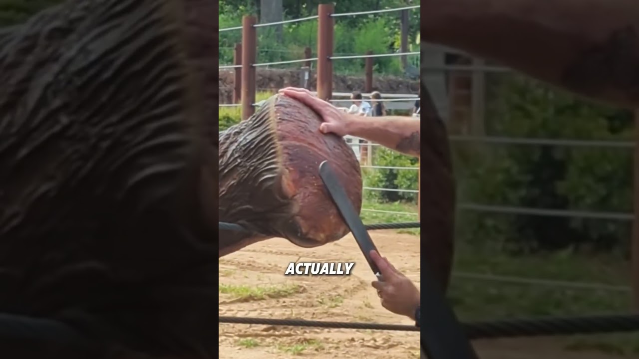 Why do elephants cooperate with their keepers in washing their feet?