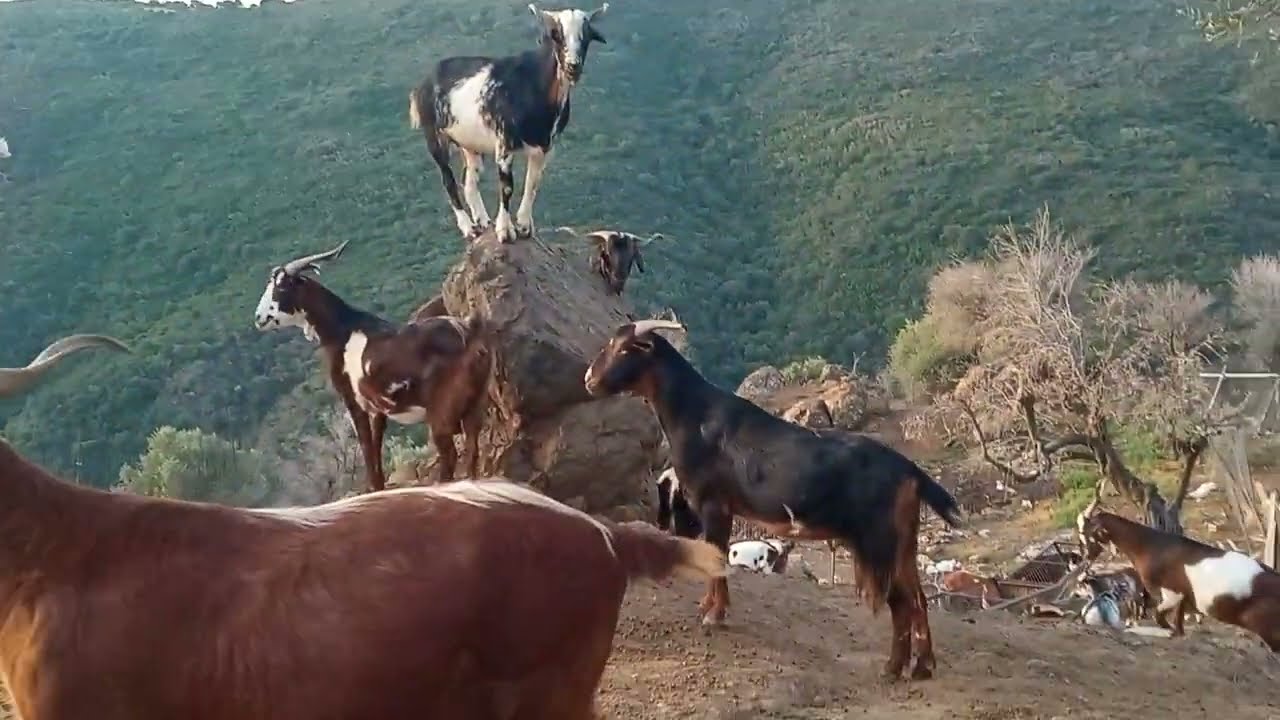 Greek goats Livadeia 334 - γίδια Λιβαδειάς #κτηνοτροφία #goats #goatfarming #γίδια