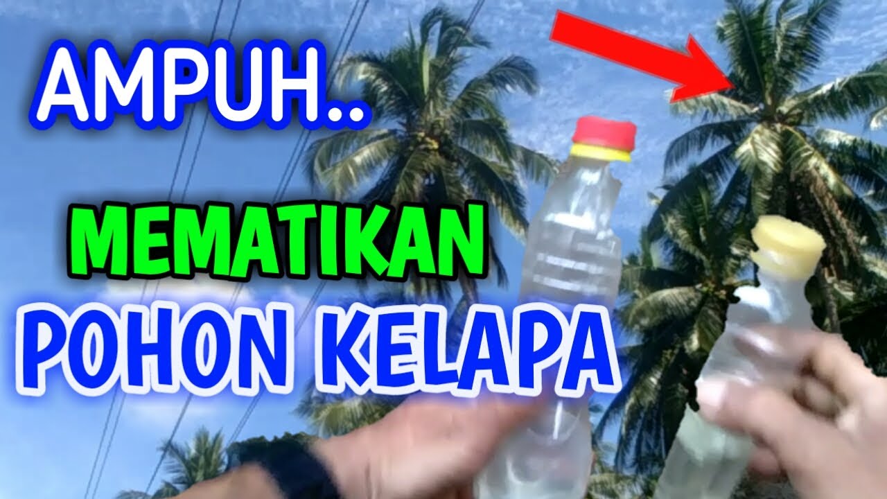 CARA AMAN MEMATIKAN POHON KELAPA TANPA DI TEBANG - PAKAI MINYAK TANAH