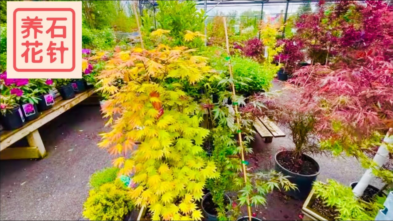 花店春天的日本枫树 - 有些价格不错 - 这家店的日枫也有不同表现