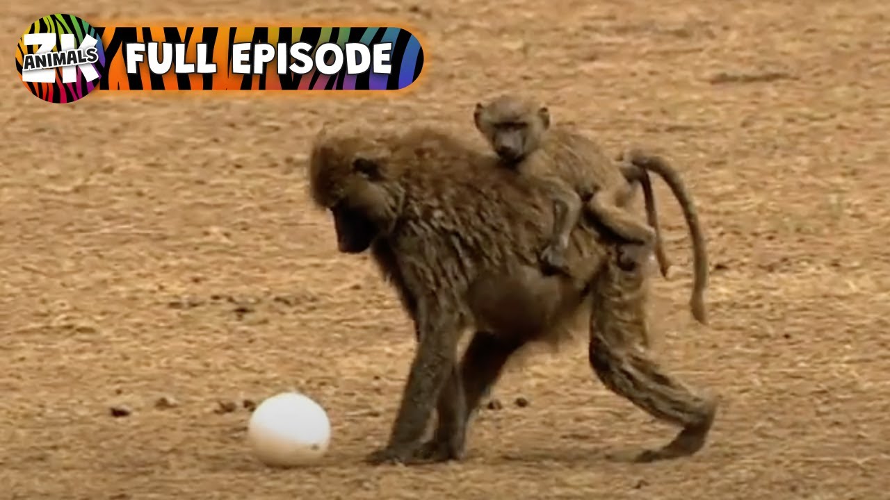 Unexpected Animal Antics! - Weird And Funny Animals - Funny Animals