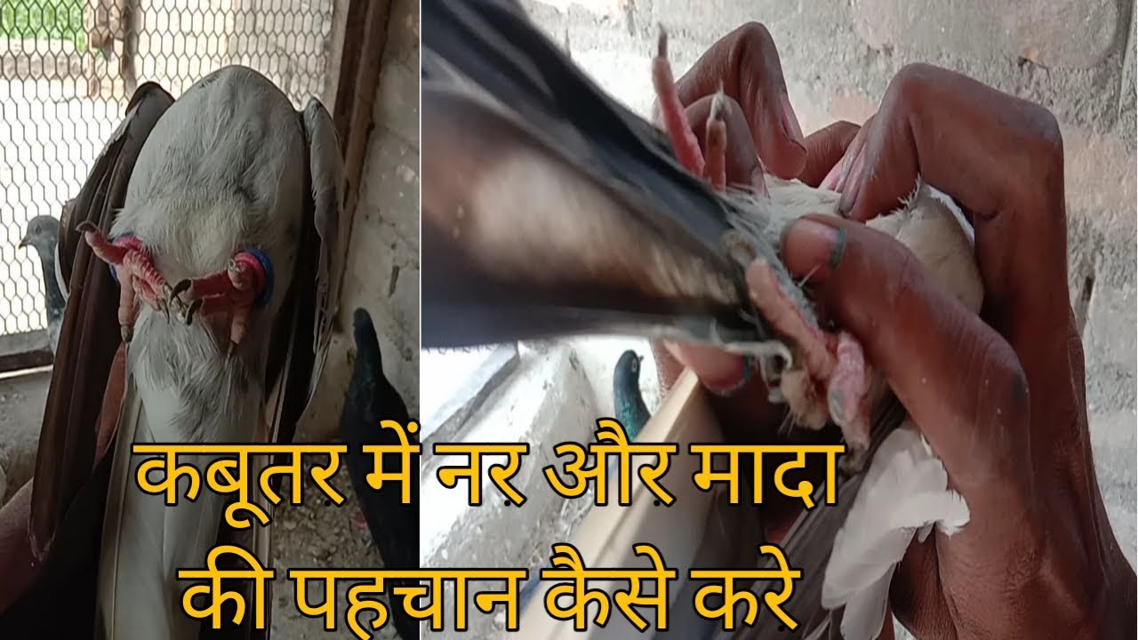 कबूतर में नर और मादा की पहचान कैसे करे | Kabootaron Me Nar & Mada Ki Pehchan | Male & Female Pigeons