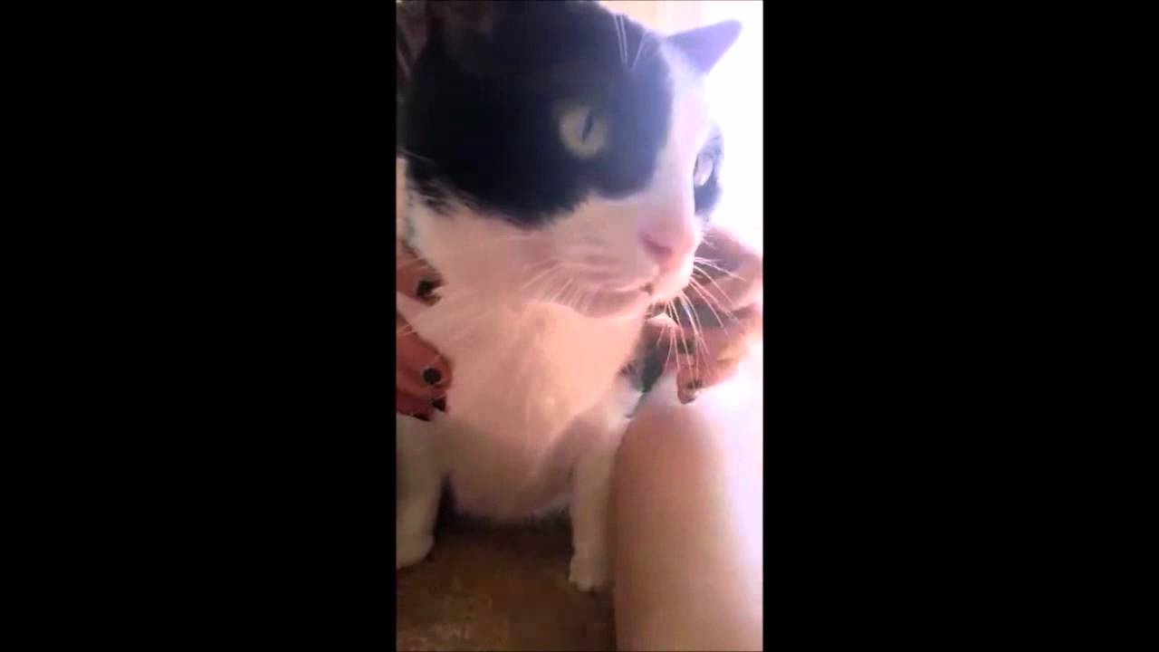 goose vs cat hiss