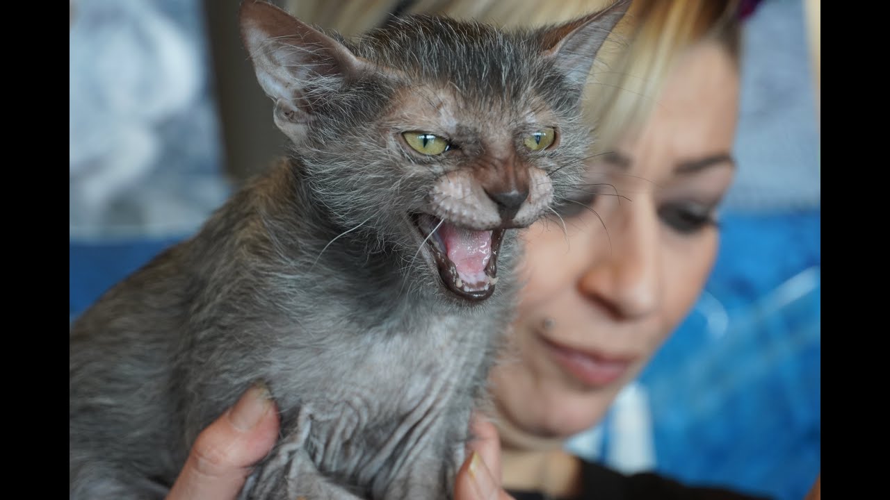 Sacro di Birmania - Lykoi - Norvegese delle foreste. WorldCats Show-2020 Genova