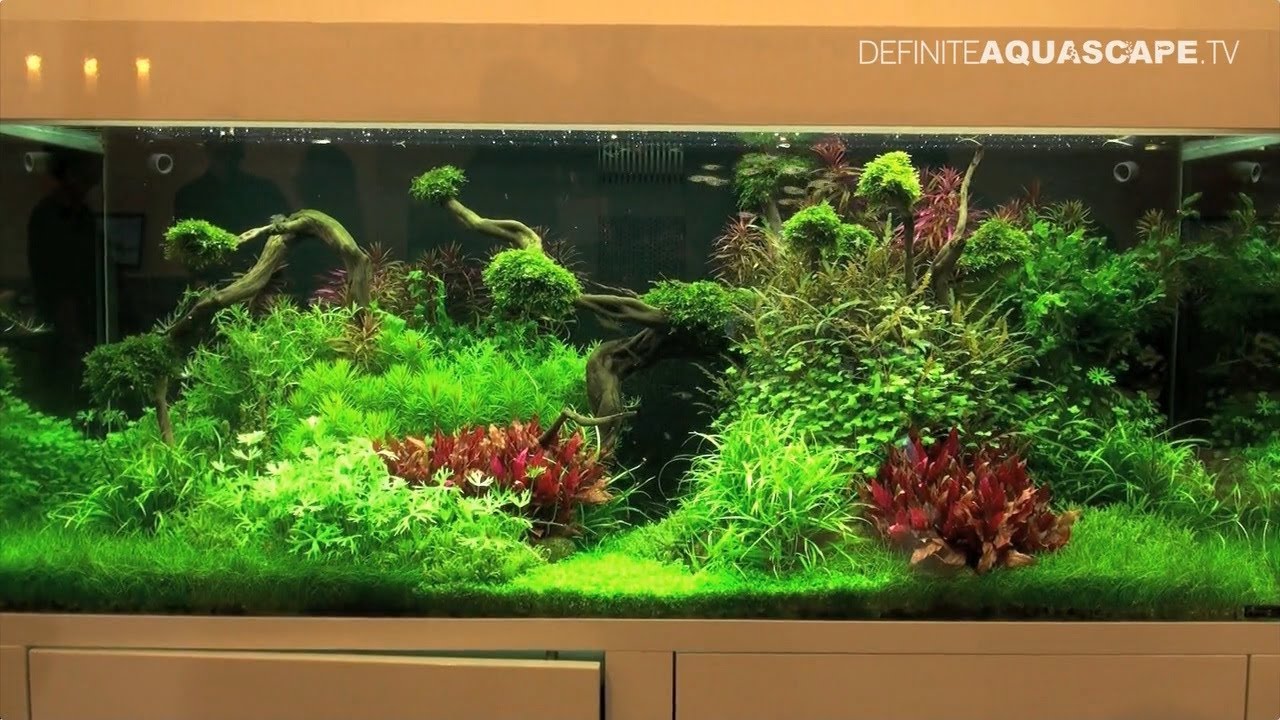 Aquarium ideas from InterZoo 2014 (pt. 3) - Tropica, layouts 96 and 97