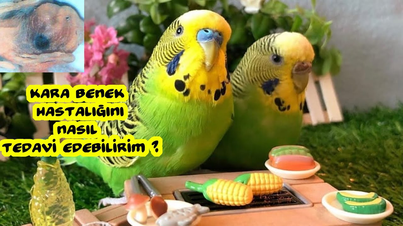 Kara benek Hastalığını Nasıl Tedavi Ederim ? l VLog l مرض طيور حب