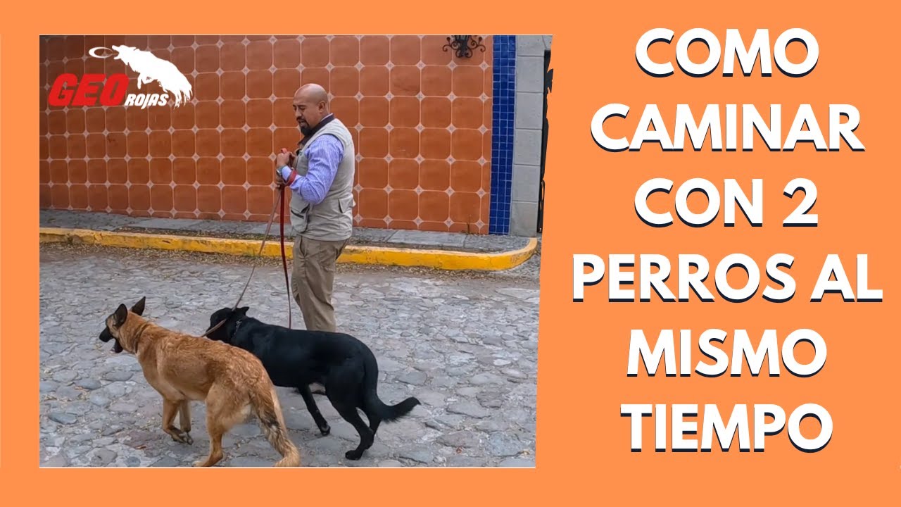 Cómo pasear a dos PERROS GRANDES con un buen manejo de CORREA