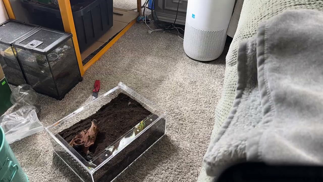 Setting Up a Tarantula Enclosure: A quick Guide