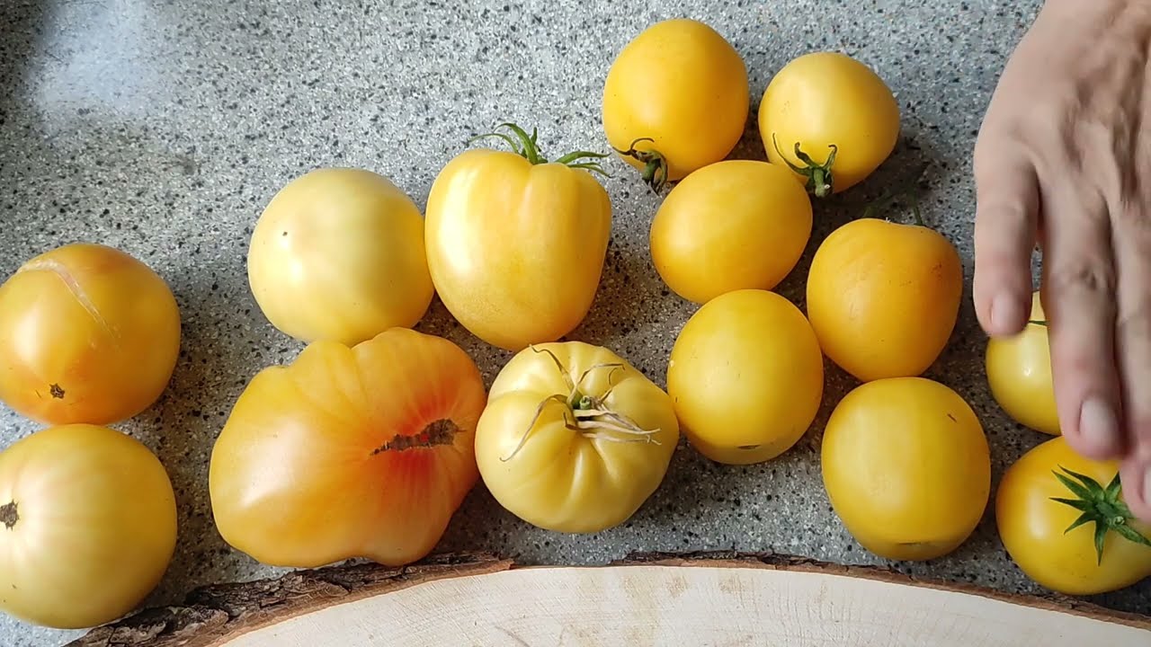 🍅Tomaten nach Sorten🍅Dwarf 