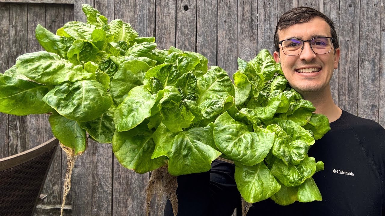 I Grew Hydroponic Buttercrunch Lettuce in Just 30 Days