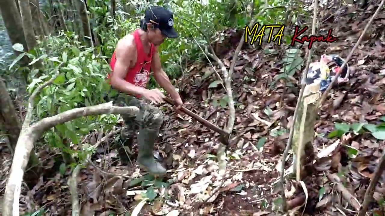 Dari pangkal sampai dahan full isi gaharu || GAHARU RIMBA Part 4