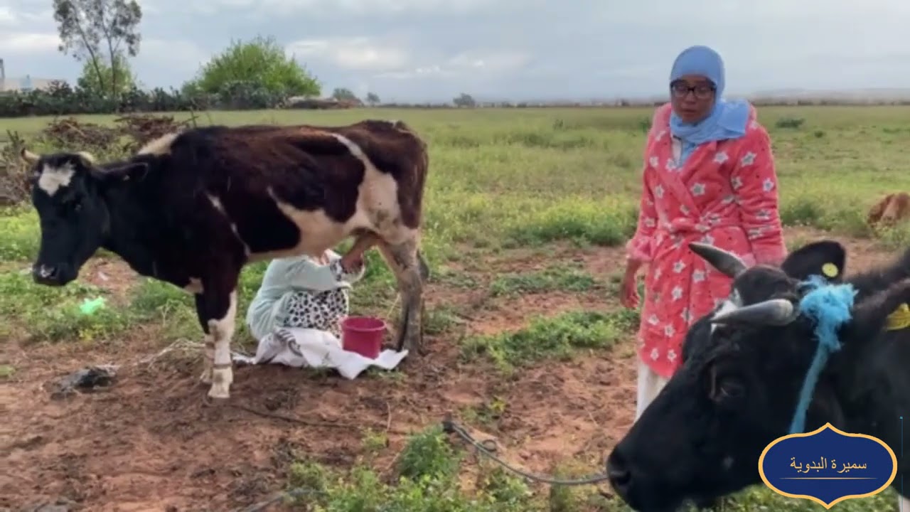 سميرة وجمعة كيحلبو البقر و يوكلوهوم وشكون من البقرات لي غاتعطي الحليب كتر تابعو معانا