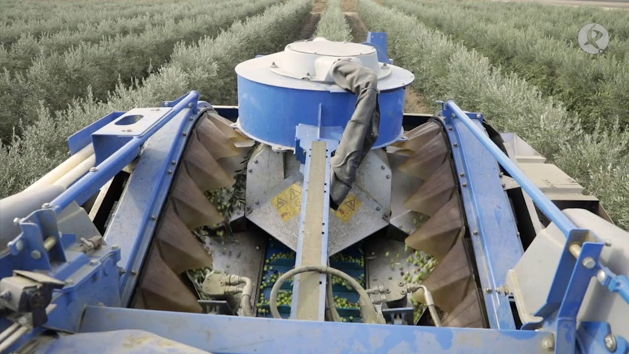 José Manuel Villarino, el olivar superintensivo y su apuesta por ser agricultor | La Besana
