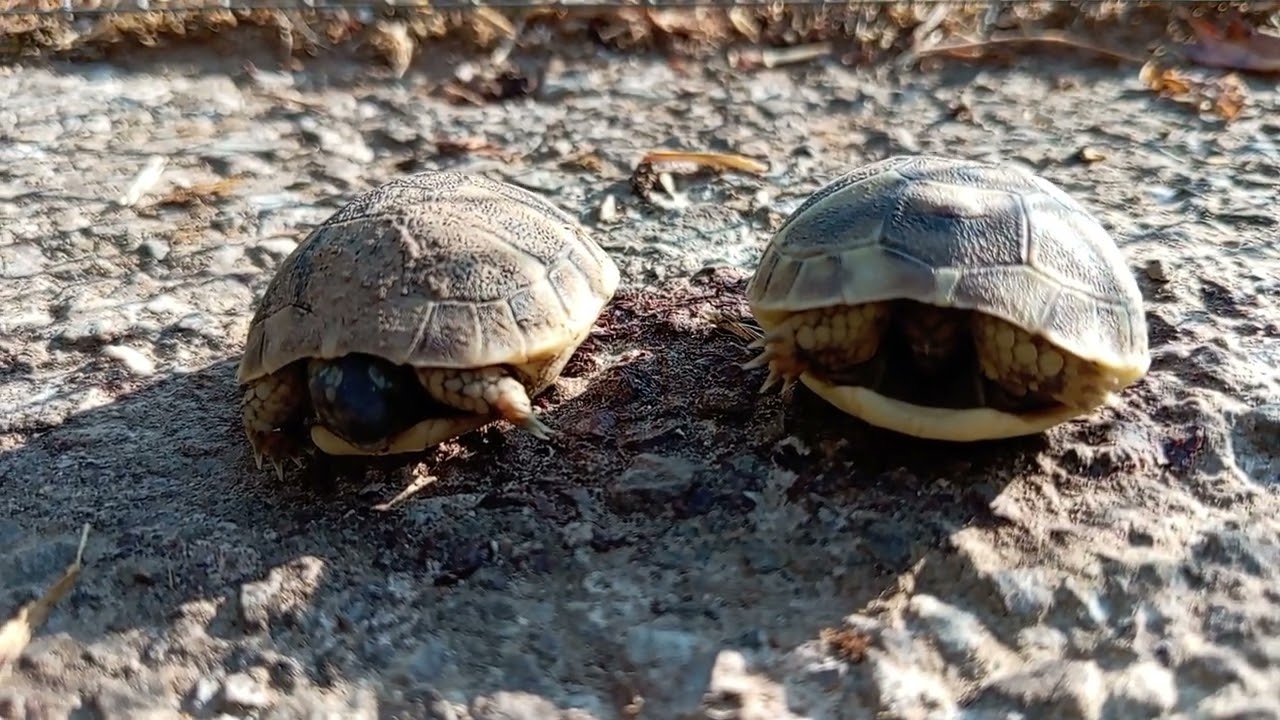 Sono nate due tartarughe!🐣🐢🎊