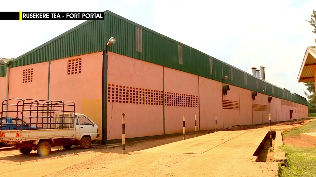 RUSEKERE TEA GROWERS FACTORY- FORT PORTAL UGANDA