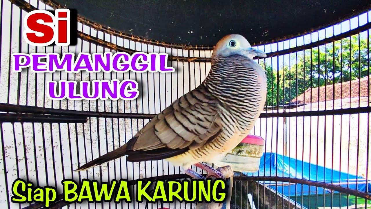 Perkutut lokal Gacor Suara KECIL bikin Cepat Emosi Lawan Auto Nyaut Seketika, #perkututgacor  15