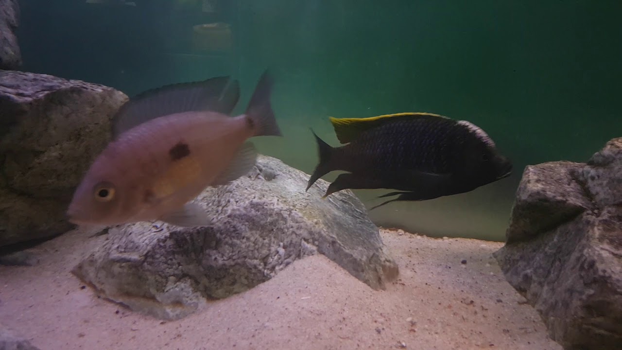 Copadichromis geertsi Gome