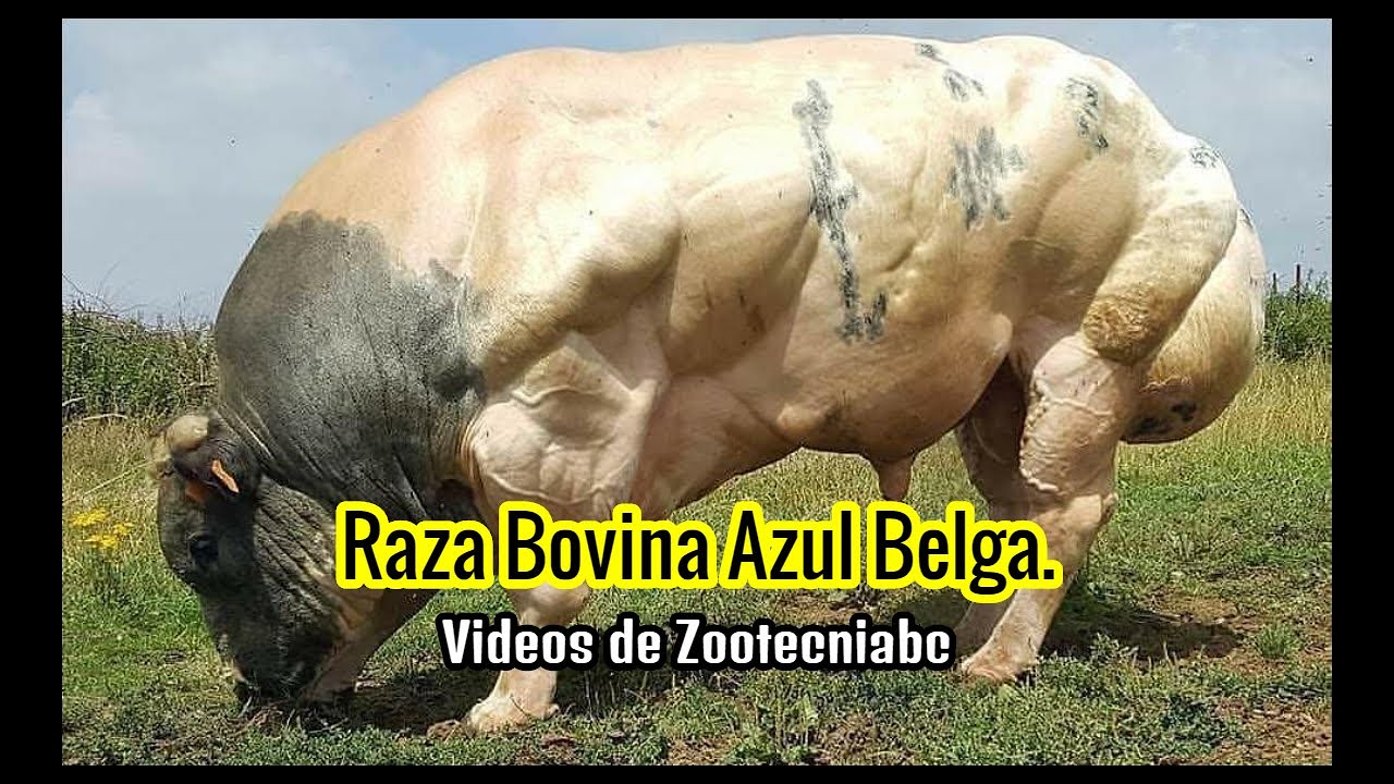 ✅Raza Bovina Azul Belga Y sus características / El animal más musculoso del mundo!