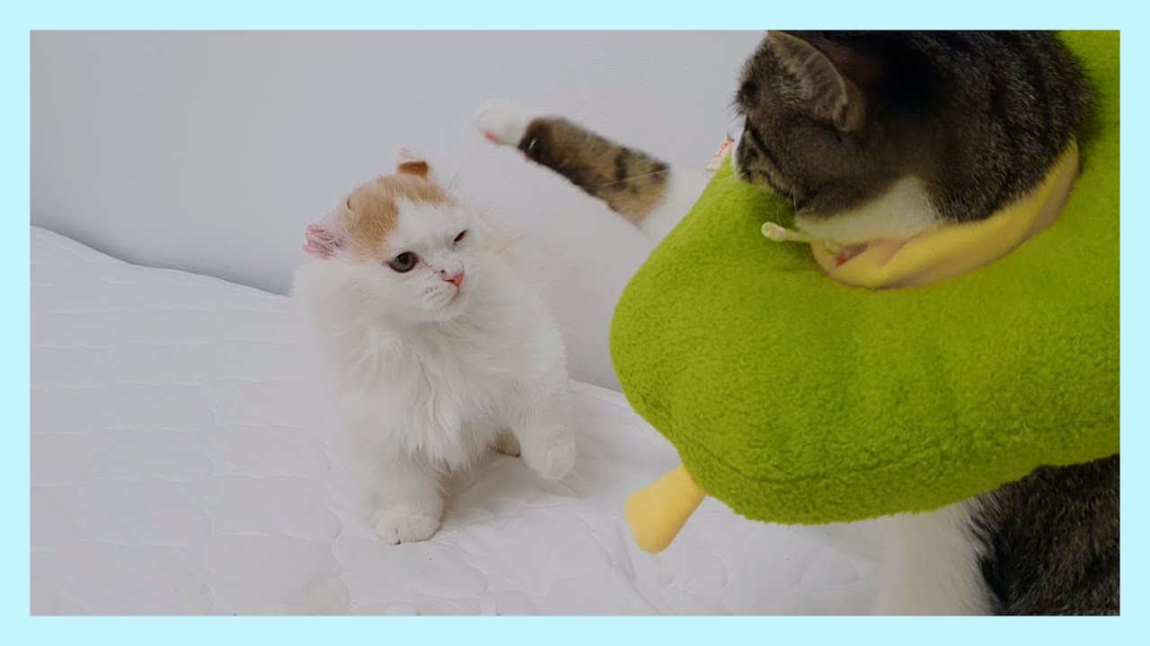 Sick Mother Cat Picking on Baby Kitten!!!