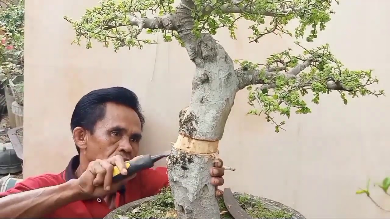 LAGI VIRAL, TEKNIK MENGUBAH TAMPILAN BONSAI AGAR LEBIH MENARIK
