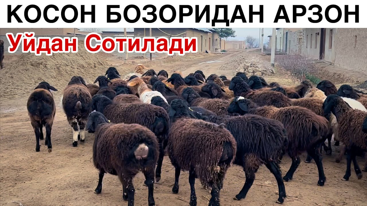Халк Мазза Килсин! ☎️+998 88 953 0330 ☎️+998 33 960 0047