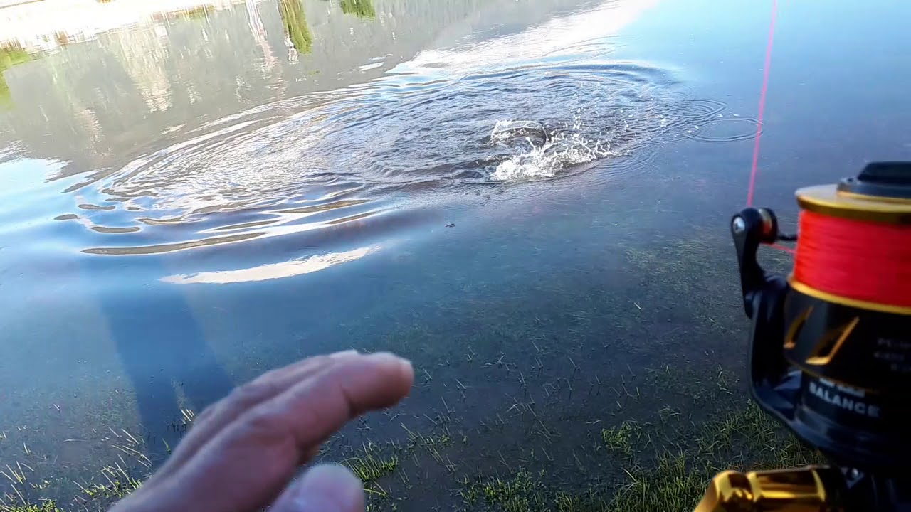 Pesca en aysen ,captura y devolución de un   gran salmón chinook