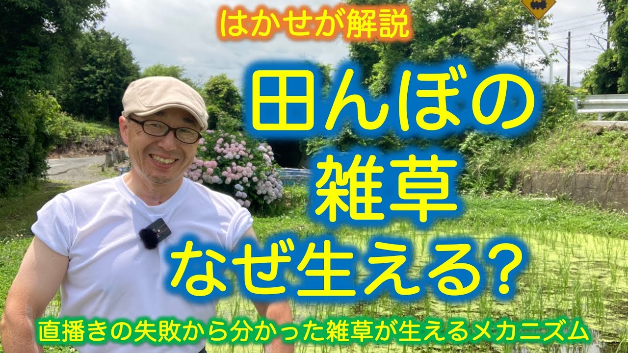 はかせが解説「田んぼの雑草　なぜ生える？」直播きの失敗から分かった雑草が生えるメカニズム