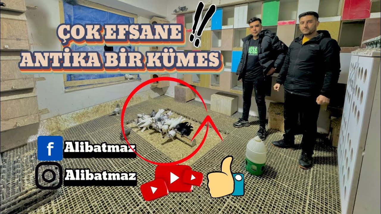 🕊️ BUDA MÜTTALİP GÜZELGÜL ABİMİN KÜMESİ’DEN OLSUN ÇOK ANTİKA ÇOK EFSANE KUŞLAR İZLEMEYE DEĞER🏆