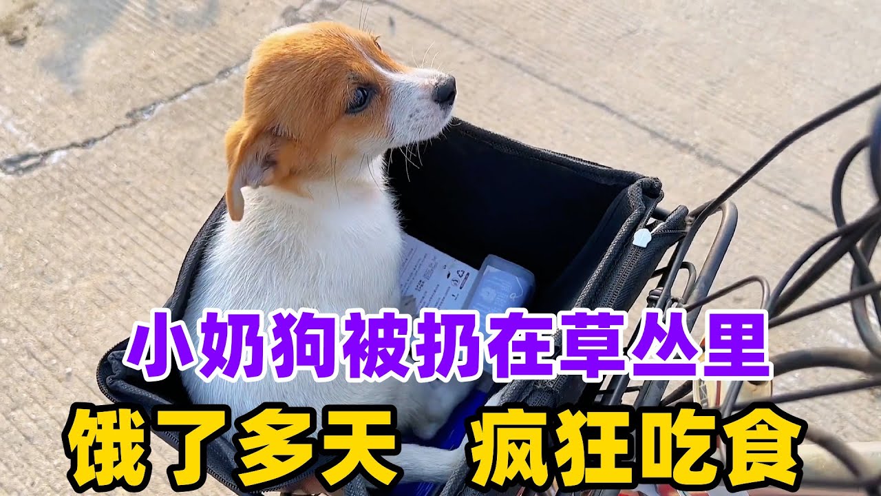 小奶狗被扔在草丛里，饿了多天，疯狂吃食