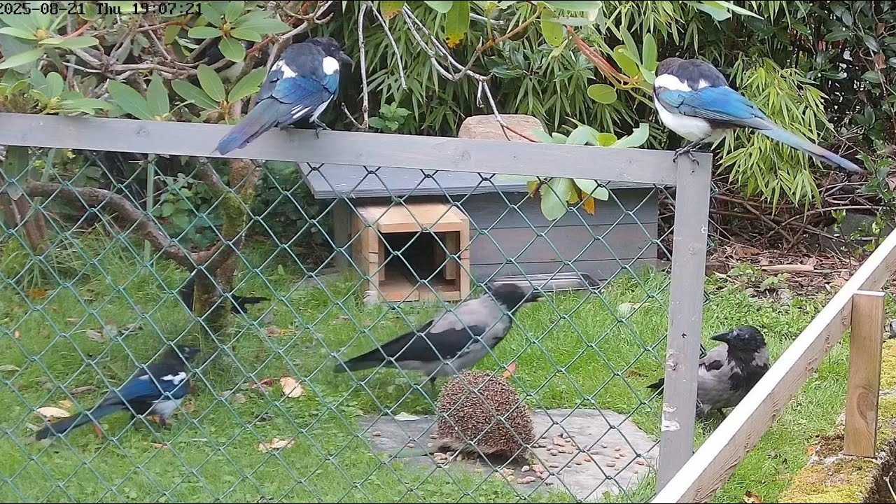 250822, more...hedgehog, magpies, crows