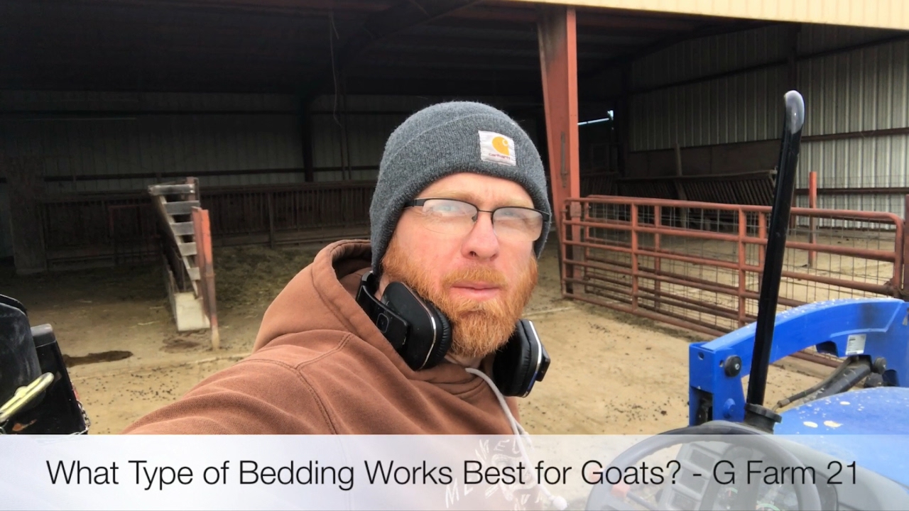What Type of Bedding Works Best for Goats? - G Farm 21