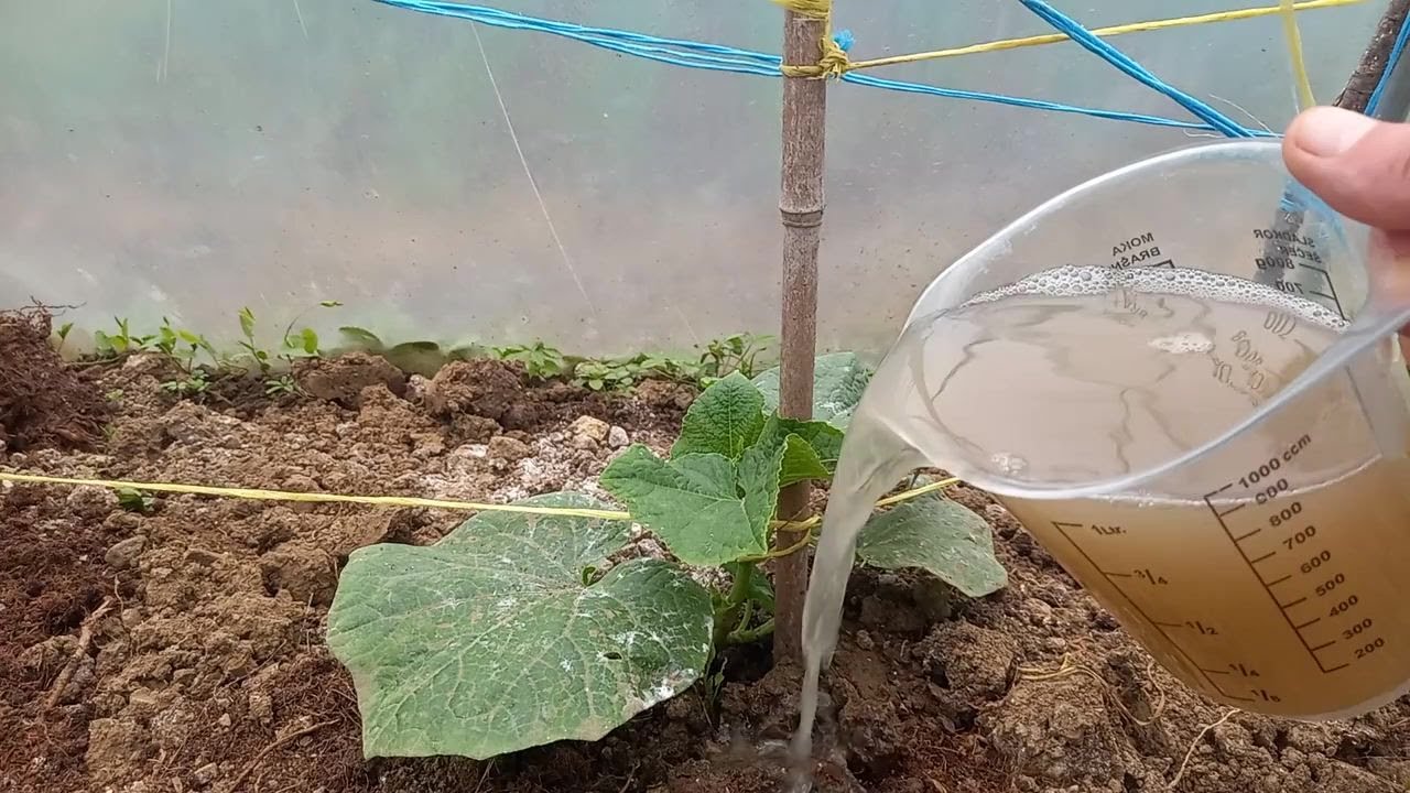 Я ПОЛИВАЛ ЭТИМ ОВОЩИ — РЕЗУЛЬТАТ ШОКИРОВАЛ СОСЕДЕЙ!