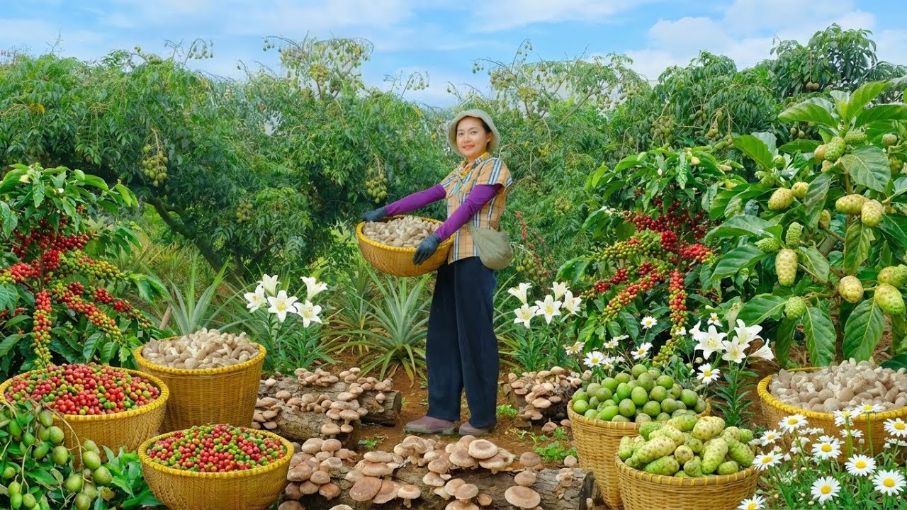 Relax With Harvesting: Coffee, Ambarella, Shiitake Mushrooms, Noni, Green Bananas, Bitter Melon...