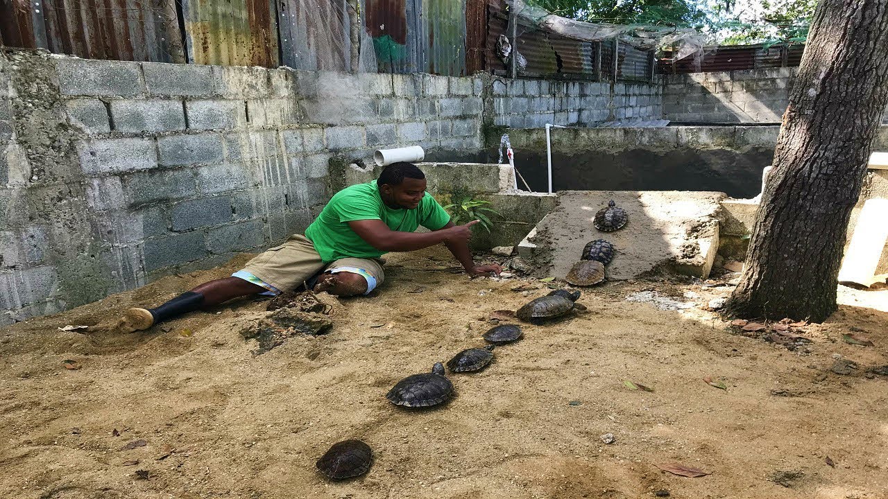 cómo elaborar un estanque para tortugas