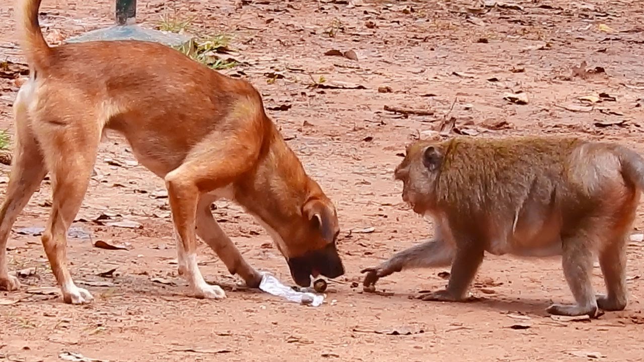 Wow! Brave Monkey Maria grabbing  Food From Dog,Little Scary,But She  Can  Do It