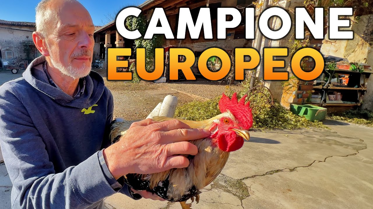 Come scegliere la GALLINA MIGLIORE? Cosa devi GUARDARE?