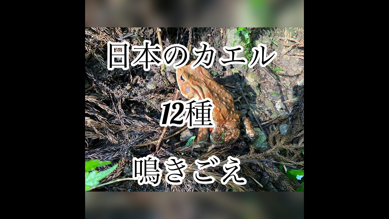 日本のカエル【12種】鳴き声（聞き比べ）