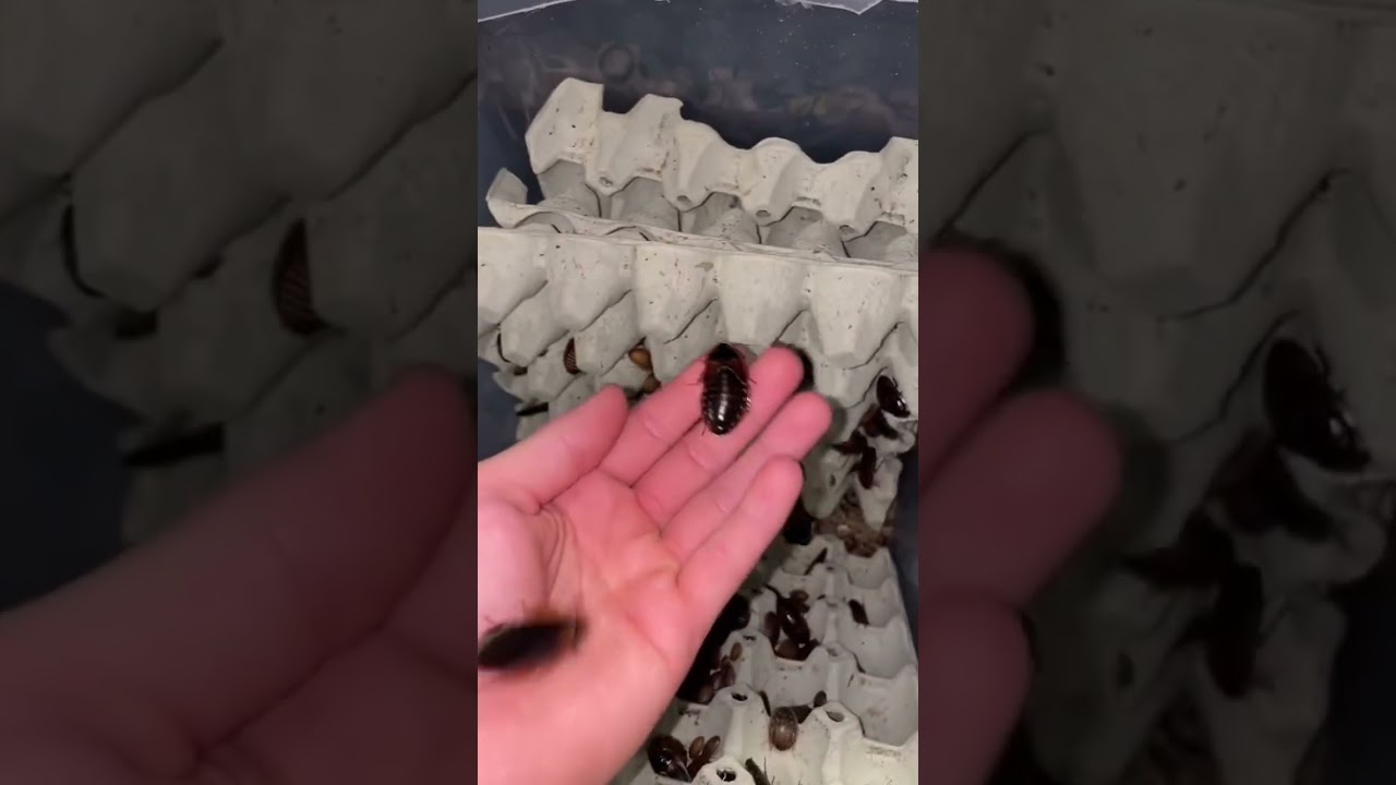 What Kind Of Protein Do I Feed?