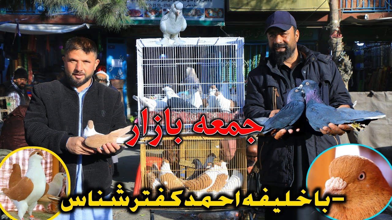 جمعه بازار با خلیفه احمد کفتر شناس - خرید کفتر بازار از دید خلیفه احمد || Latest update 14-11-2025 