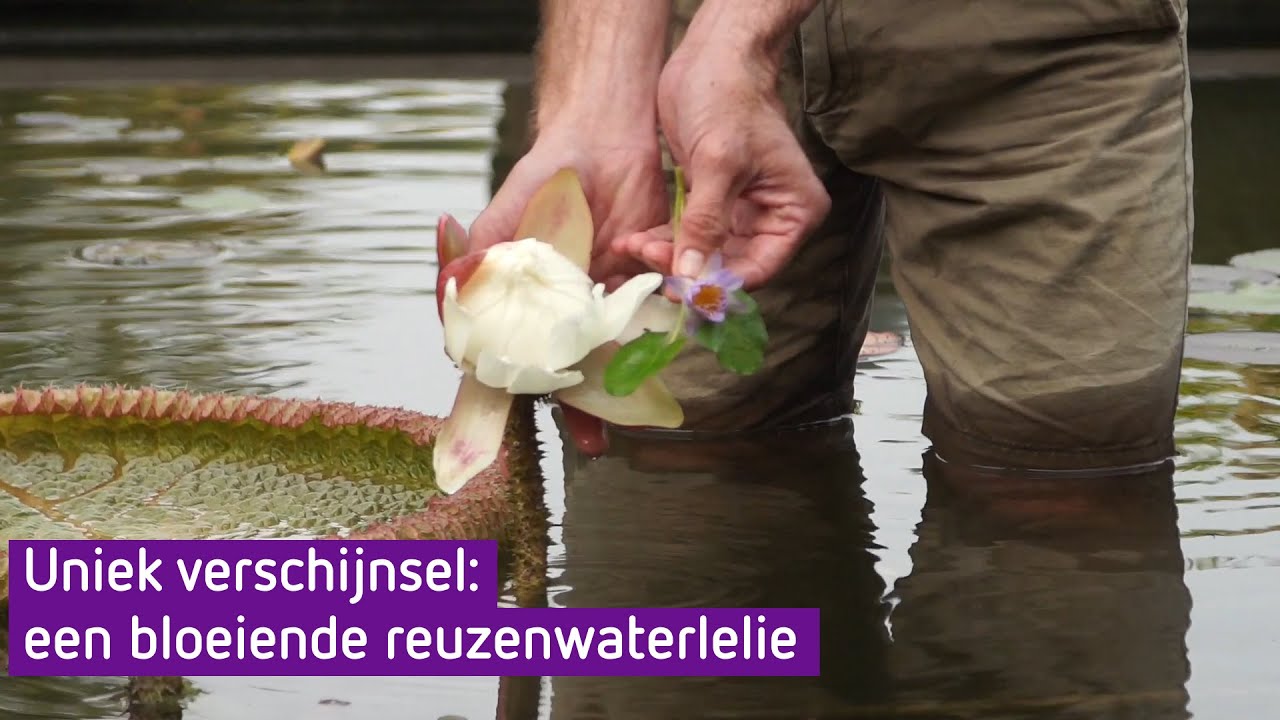 VIDEO | Bijzondere reuzenwaterlelie staat in bloei