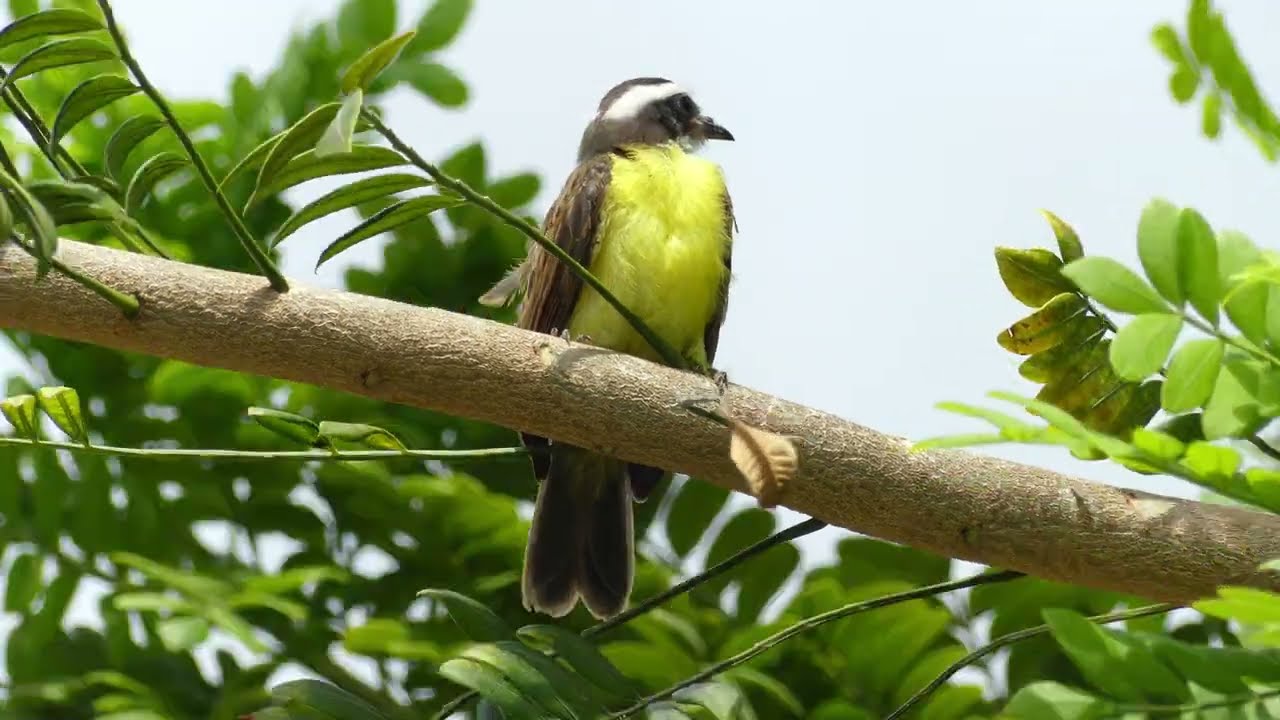 Rusty-Margined Flycatcher (Myiozetetes cayanensis cayanensis) fledgling calling & fed, French Guiana