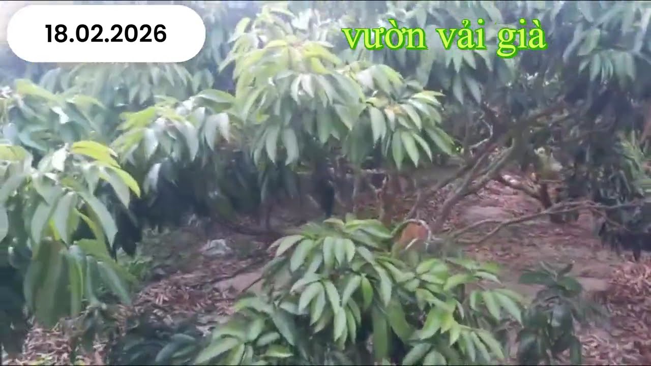 Nhờ đâu mà vải u hồng Dak Lak tưởng đã mất mùa lại ra hoa ra lộc mồng 2 Tết Bính Ngọ mừng năm mới