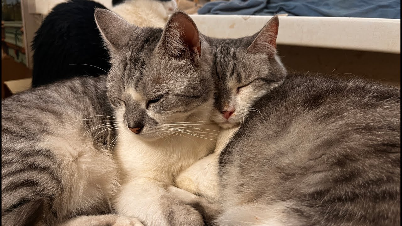 18 cats march 4 in rented apartment live stream