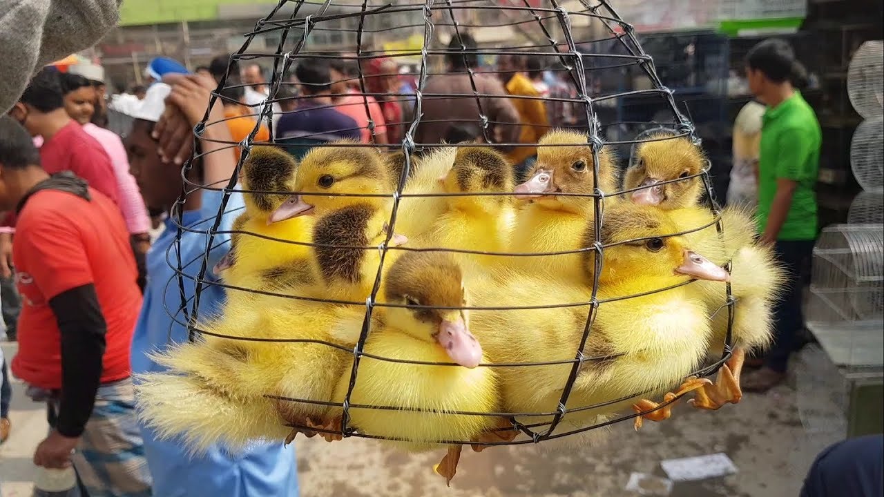 Ducklings Price in Tongi Haat | Baby Duck Price in Tongi Bird Market