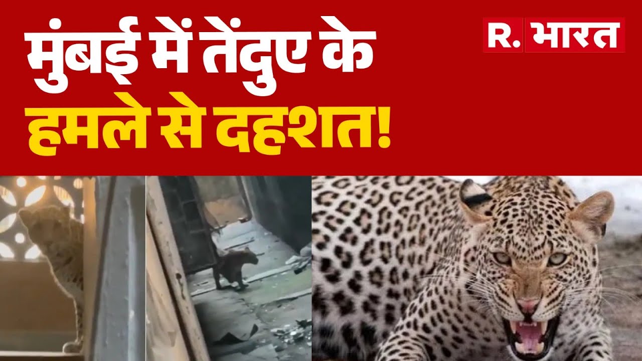 Mumbai Tendua Attack: मुंबई में तेंदुए के हमले से दहशत! Breaking News | Parijat Building | R Bharat