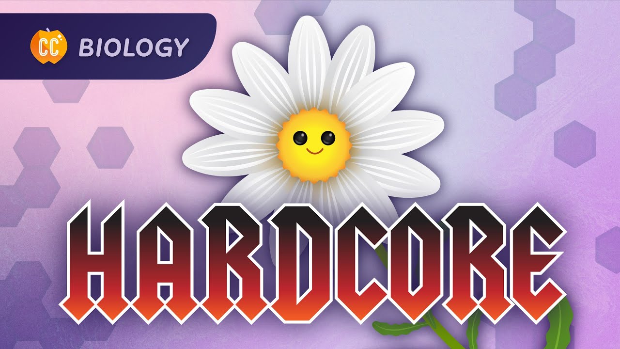 Plant Anatomy & Physiology: Plants Are Hardcore: Crash Course Biology #42
