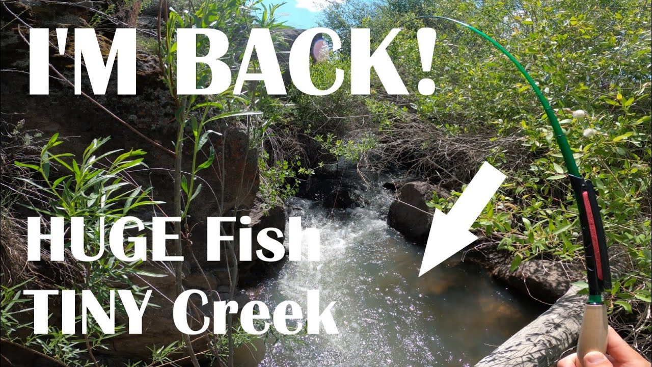 4 CREEKS - 4 TROUT Species | Tenkara Fly Fishing