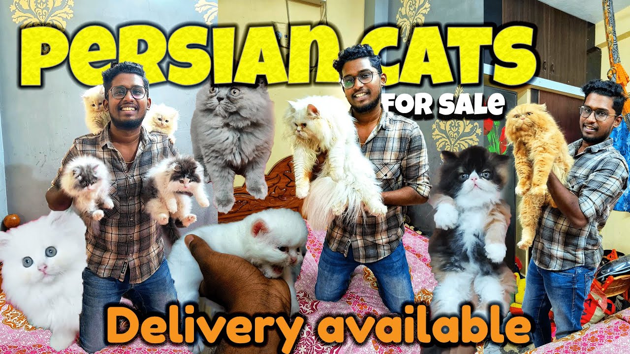 Best persian cat farm in chennai😼|Cats for sale|Cattery|#Exploring💫
